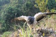 Águila liberada