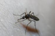 85 casos de dengue en Acevedo 