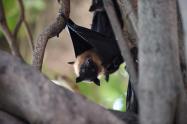 El Nipah tendría origen en los murciélagos 