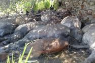 La emergencia se presentó en la Finca Los Planes ubicada en la vereda Guasimal del municipio de Alpujarra