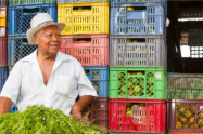El Tolima tiene 25 mil hectáreas cultivadas en plátano y otras 50 mil en cereales 