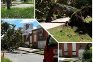 Árbol por poca causa tragedia en el barrio Pedregal de Ibagué