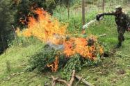 Los Soldados realizaron la respectiva erradicación del cultivo de más de 300 matas de marihuana, para su posterior quema controlada