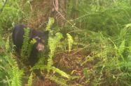 Avistamiento de osos en la cuenca del rió la Ceibas en Neiva 