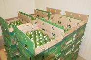 Aguacate, Puerto, Santa Marta, Exportación, Estados Unidos