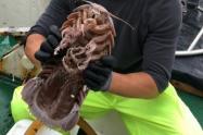 Descubren cucaracha gigante en el fondo del mar