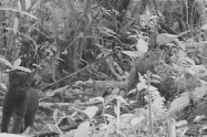 Felino Huila