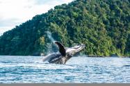 Ballenas jorobadas 4