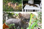 Animales rescatados en el Tolima
