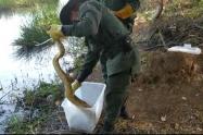  Seis boas constrictoras fueron liberadas en el Huila