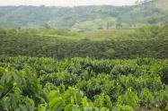 Cosecha Café Pereira