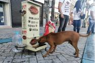 Pigmento perritos
