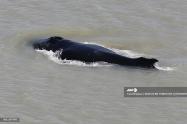 Ballenas