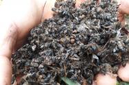 Abejas muertas en el Huila