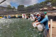 ADR- Productores en el Tolima