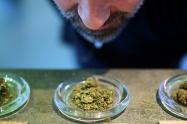 Cannabis