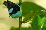 Festival de Aves en el Huila