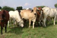 Ganadería, Agricultura, Magdalena