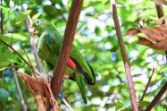 fauna - loros 
