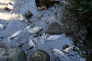 Peces muertos en Venadillo
