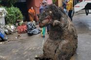 Rata gigante en México