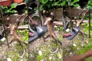 Tortura a zarigüeya
