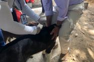Protocolos para evitar propagación de rabia humana en Neiva