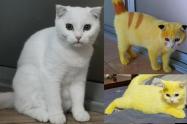 gato pintado