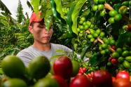 En el centro y sur del Huila, avanza con exito recolección de la cosecha cafetera