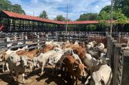 Feria ganadera en el Guamo Tolima