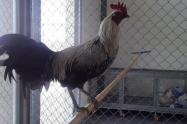Gallos Icononzo