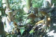 Registran fauna silvestre en la Serranía de Peñas Blancas en el Huila.