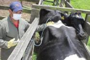 El ICA estableció las nuevas medidas sanitarias para la prevención y el control de la brucelosis bovina