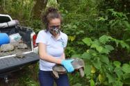 Rescate de animales por Cortolima