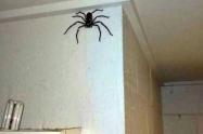 Araña gigante en casa