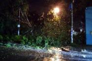 árbol caído en Ibagué 28 de noviembre
