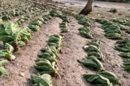 cultivos dañados