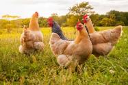 Gallina 
