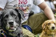 Proyecto de política pública en defensa de los "Peluditos" de Neiva