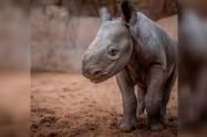 Rinoceronte negro que nación en zoológico