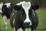 Vacas , ganado en el Tolima