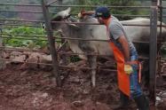 Vacunación bovina