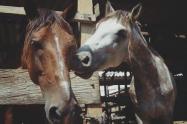 Caballos cocheros