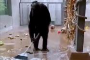 Chimpancé limpia su jaula