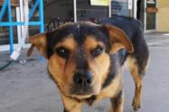 Covito, el nuevo 'Hachiko' latinoamericano 