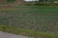 Cerca de 500 toneladas de cebolla se están perdiendo 