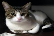 gatos con pólvora