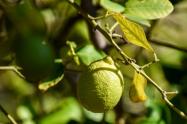 Siembra de limones