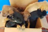 Perritos 