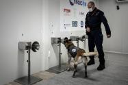 Perros olfatean Covid